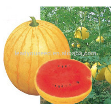 W23 Jinfu very early maturity yellow watermelon seeds, small size fruit, sweet and high yield